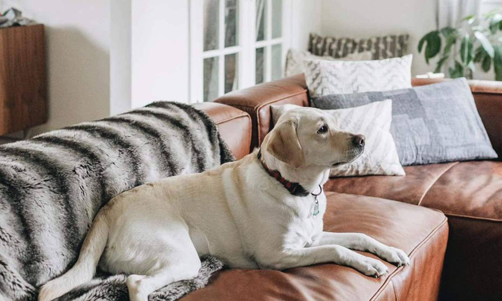 Guide: How to fix animal scratches on your genuine leather couch