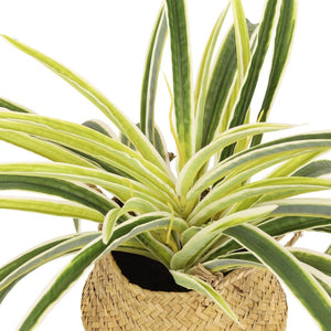 Faux Seagrass Plant in Rattan - 33cm Decor Leather Gallery 