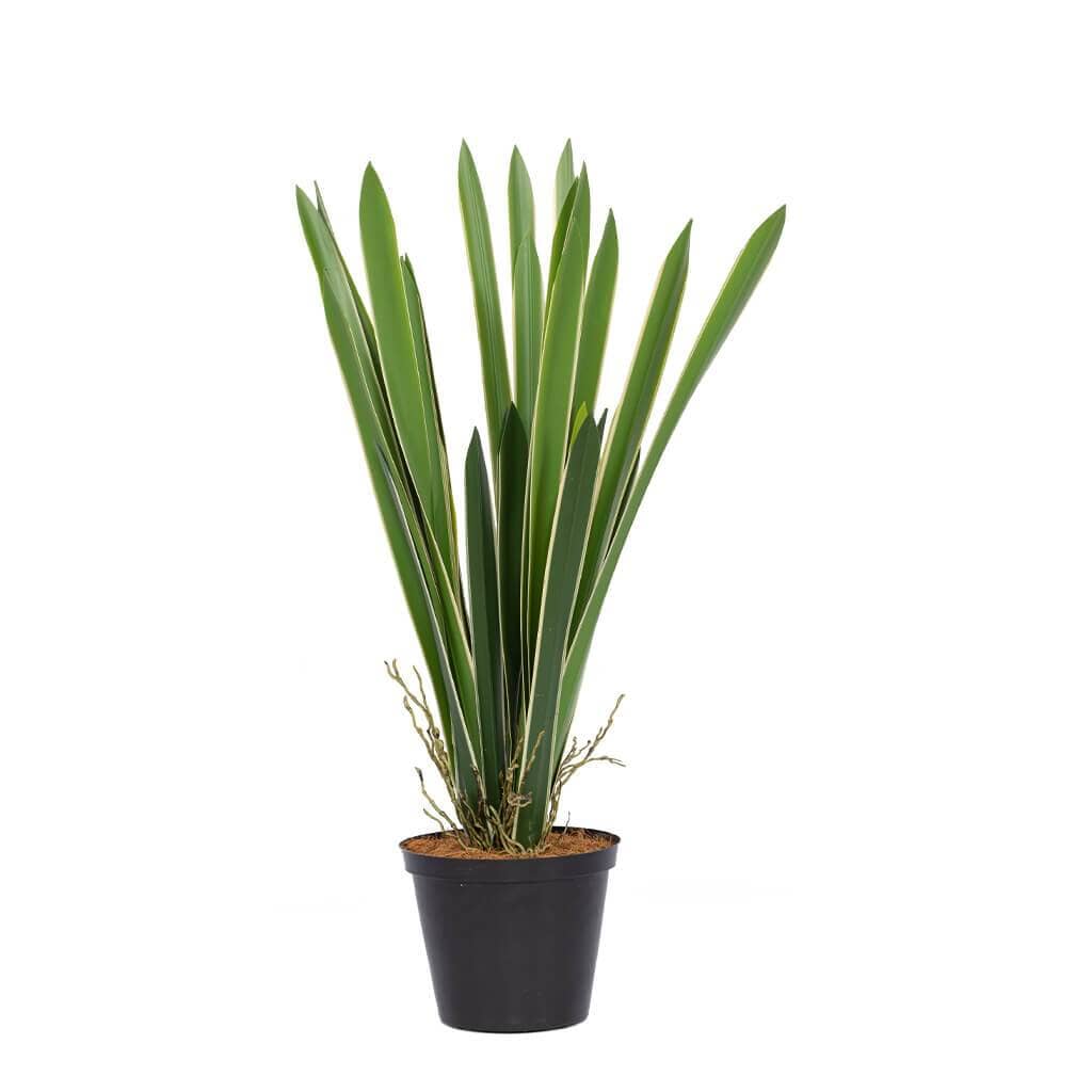 Belle Du Nuit Plant Decor Leather Gallery