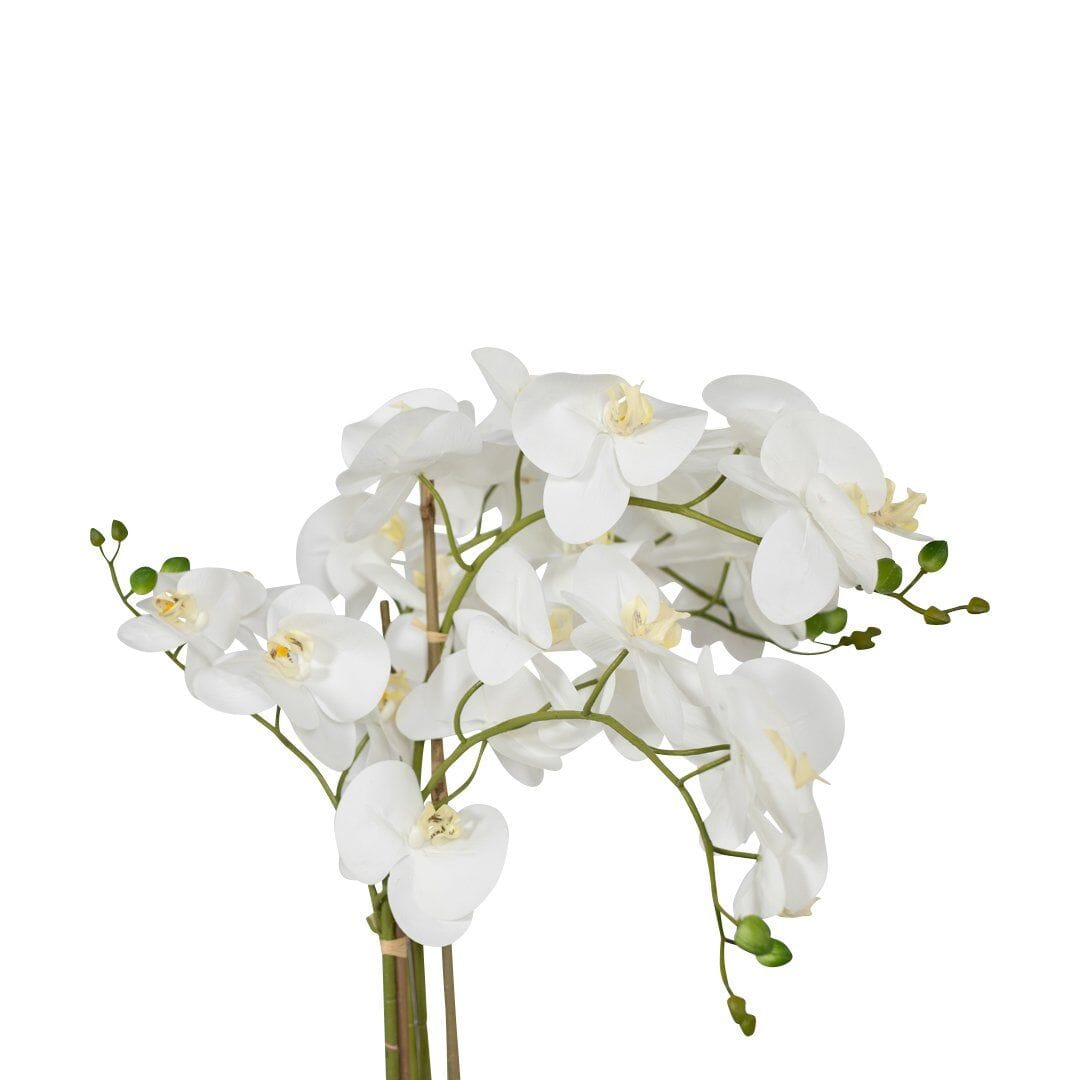 Dolly White Orchid Decor Leather Gallery