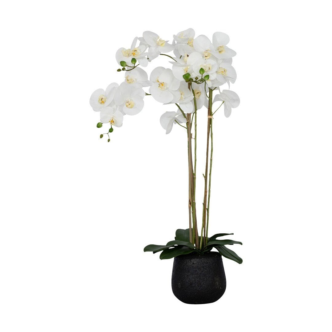 Dolly White Orchid Decor Leather Gallery