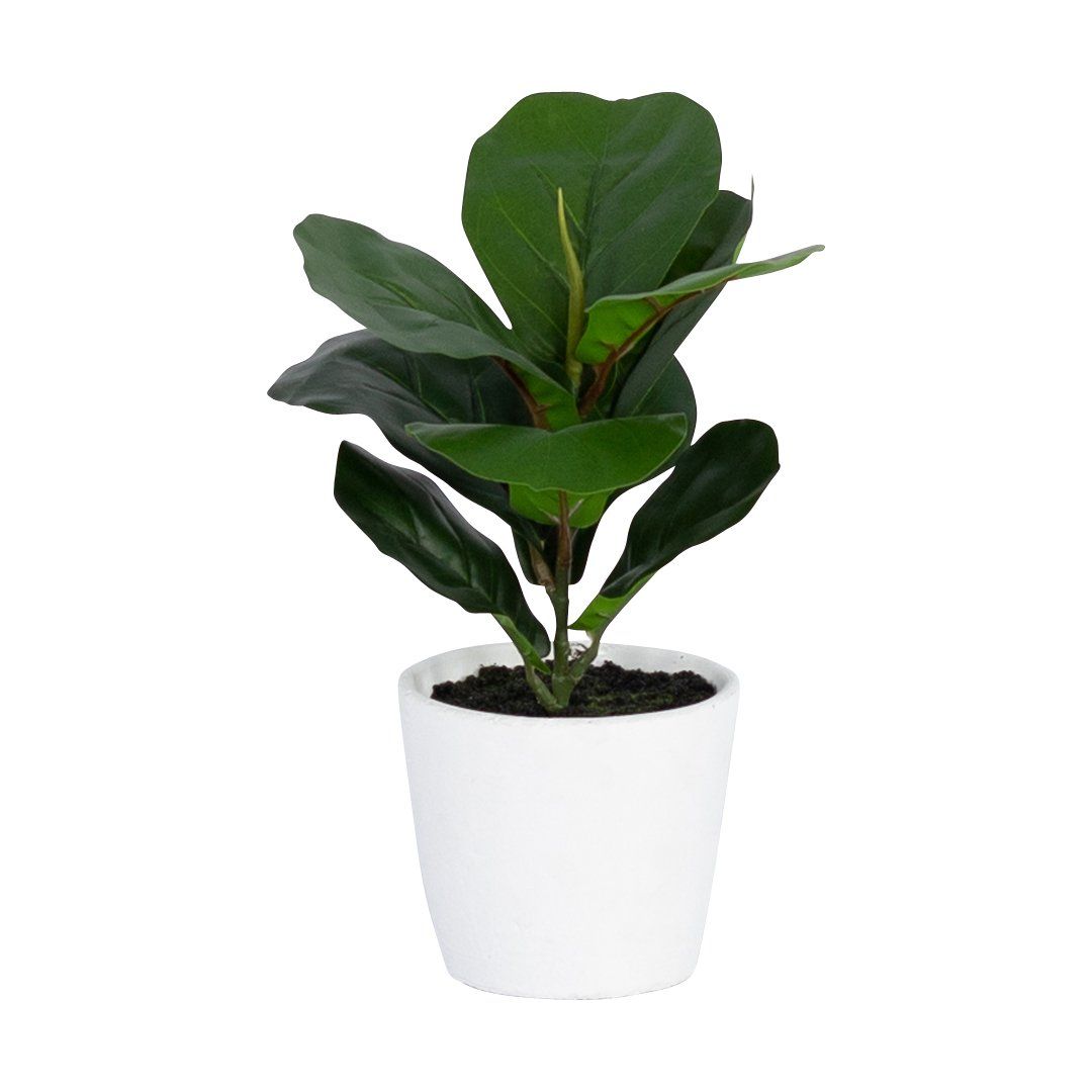 FAUX MINI FIDDLE LEAF FIG PLANT & CEMENT PLANTER - WHITE POT Decor Leather Gallery