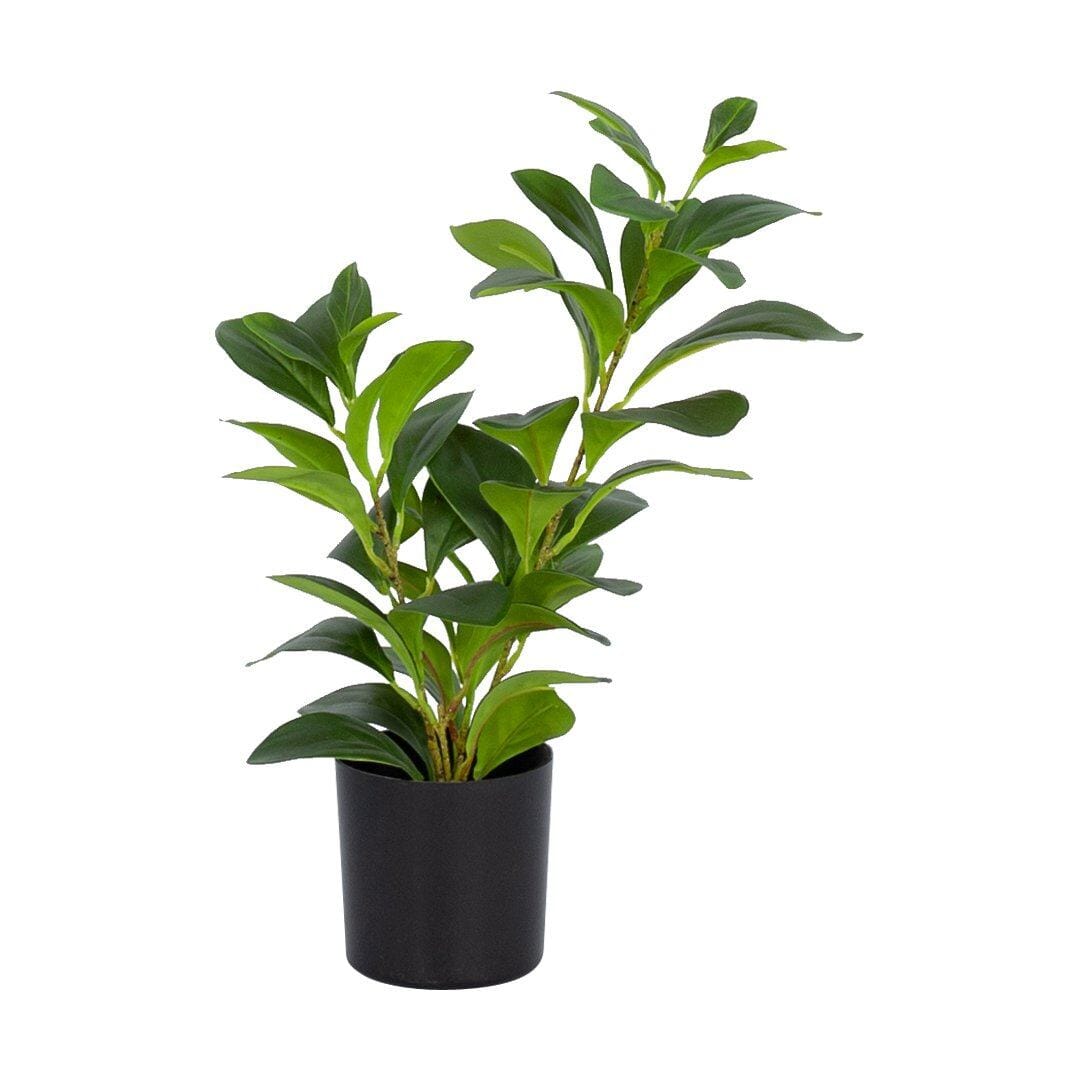 Faux Umbrella Plant Decor Leather Gallery Black Pot - 10 x 9cm