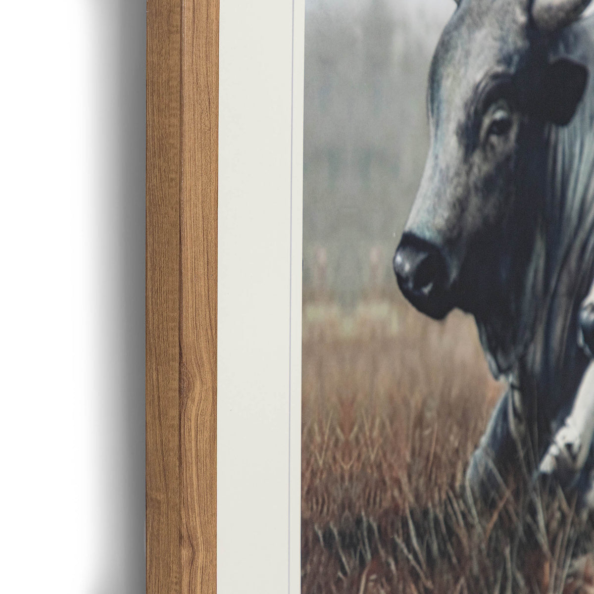 Ormsby Pastures - Kia Framed Print by Leather Gallery featuring three Nguni cattle resting in a grassland, with an elegant Kia frame and decorative mount.