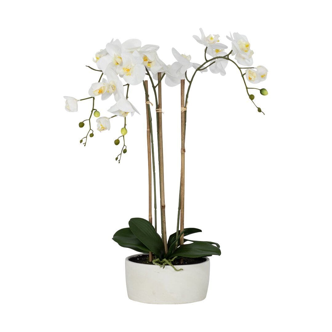 White Belle Orchid Decor Leather Gallery