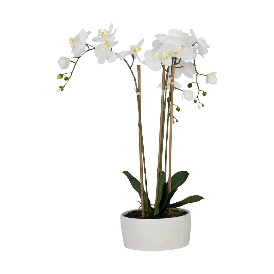 White Belle Orchid Decor Leather Gallery