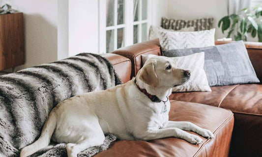 Guide: How to fix animal scratches on your genuine leather couch