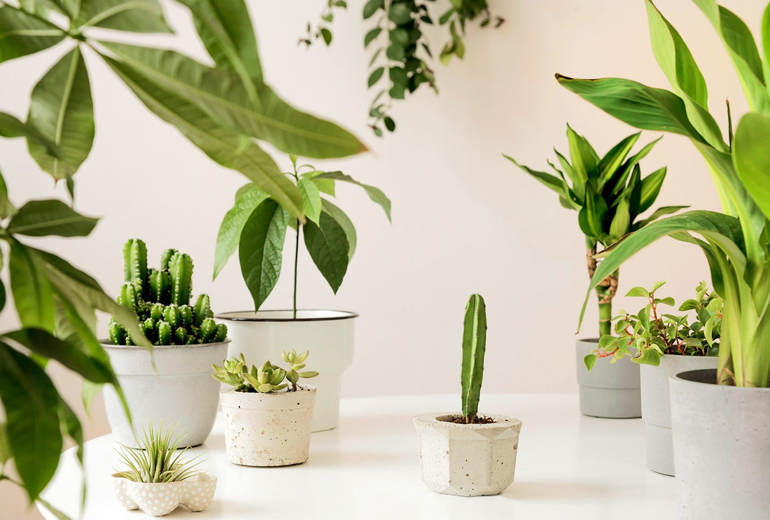 Plants 101