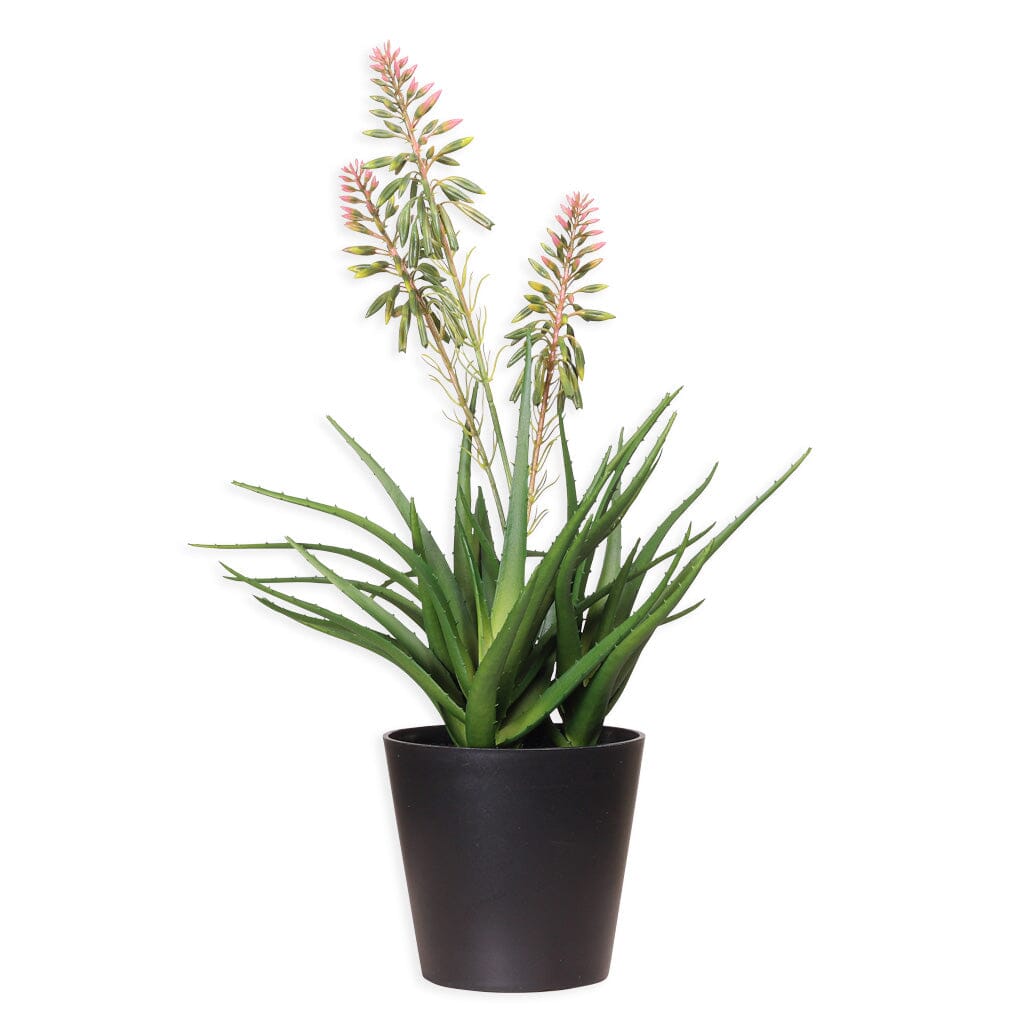 Faux Aloe Cooperi Plant - 51cm Decor Leather Gallery 