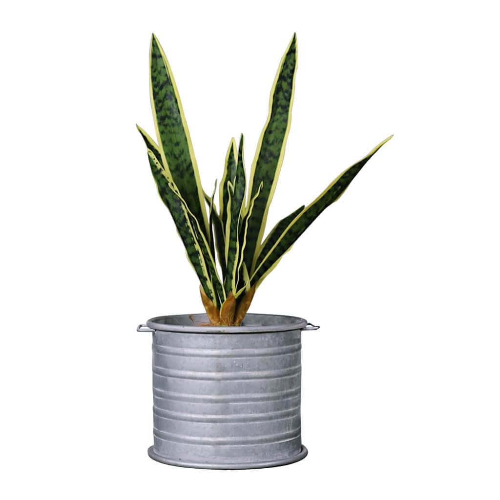 Faux Sansevieria Plant &amp; Atlantis Metallic Planter Decor Leather Gallery 