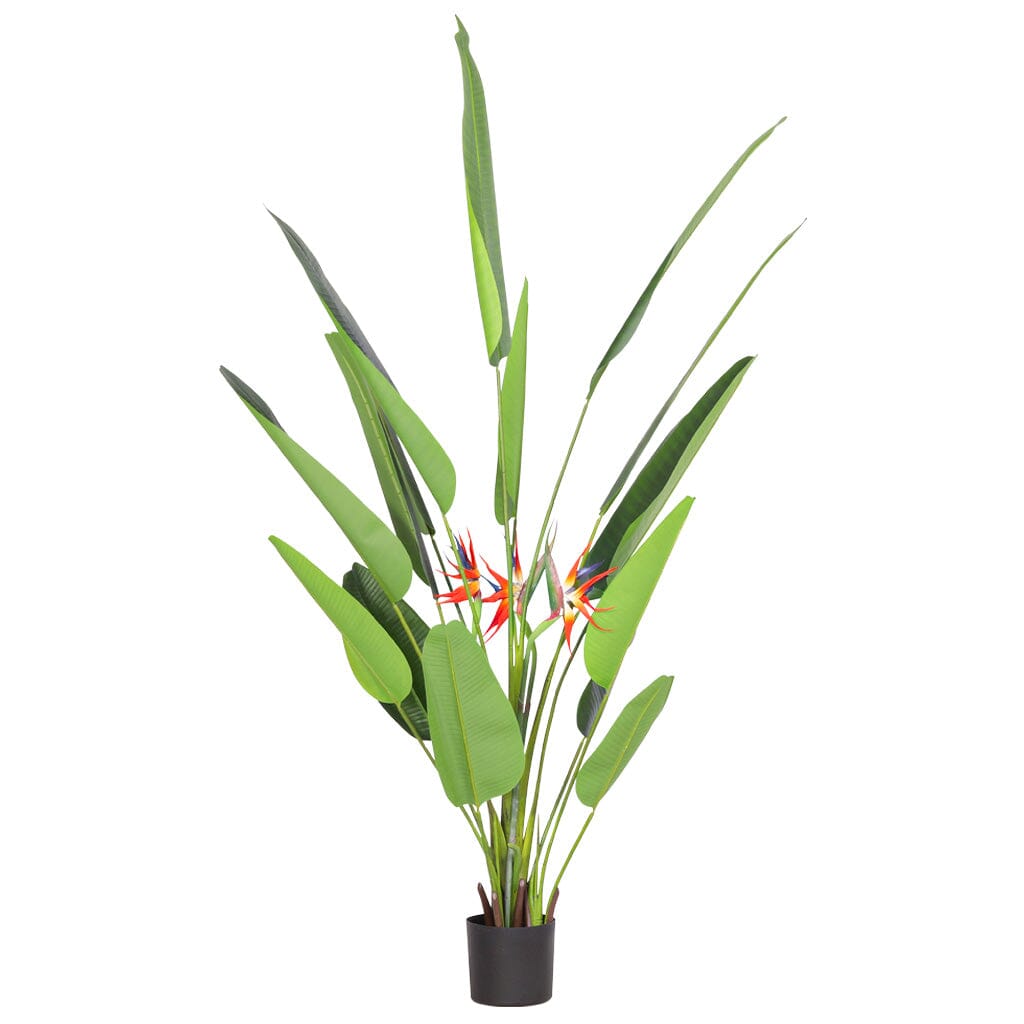 Faux Tropical Birds of Paradise Strelitzia Plant - 210cm Decor Leather Gallery 