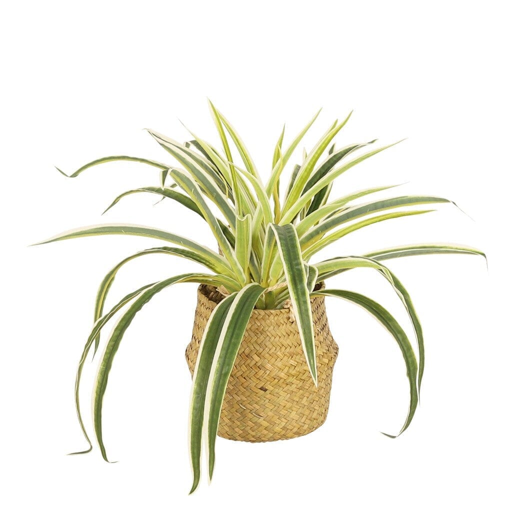 Faux Seagrass Plant in Rattan - 33cm Decor Leather Gallery 