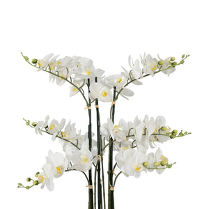 Pratt White Orchid Decor Leather Gallery 