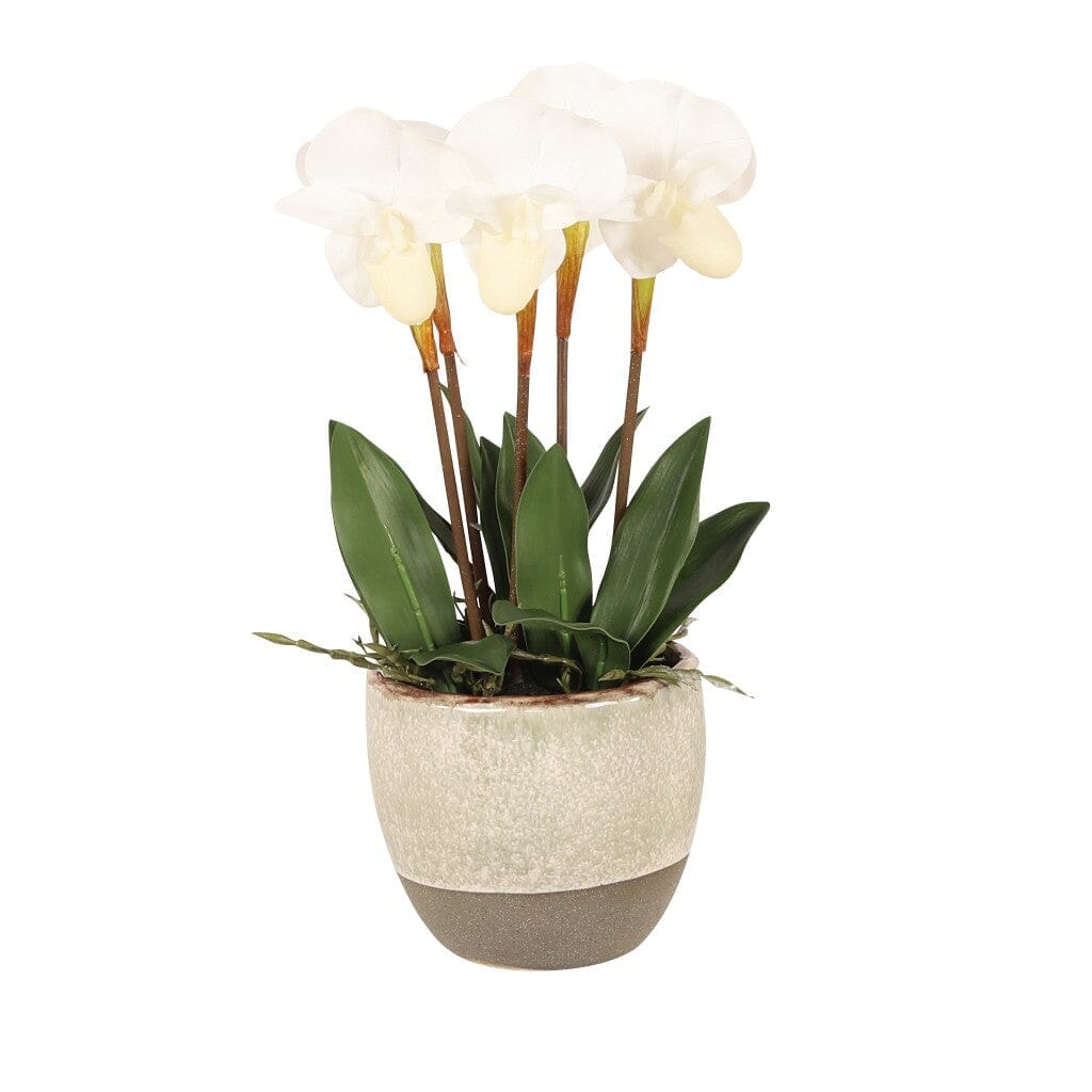 White Paphiopedilum in Pot - 36 cm Decor Leather Gallery 