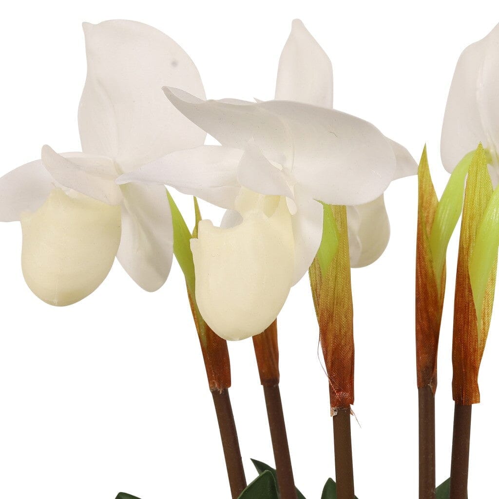 White Paphiopedilum in Pot - 36 cm Decor Leather Gallery 