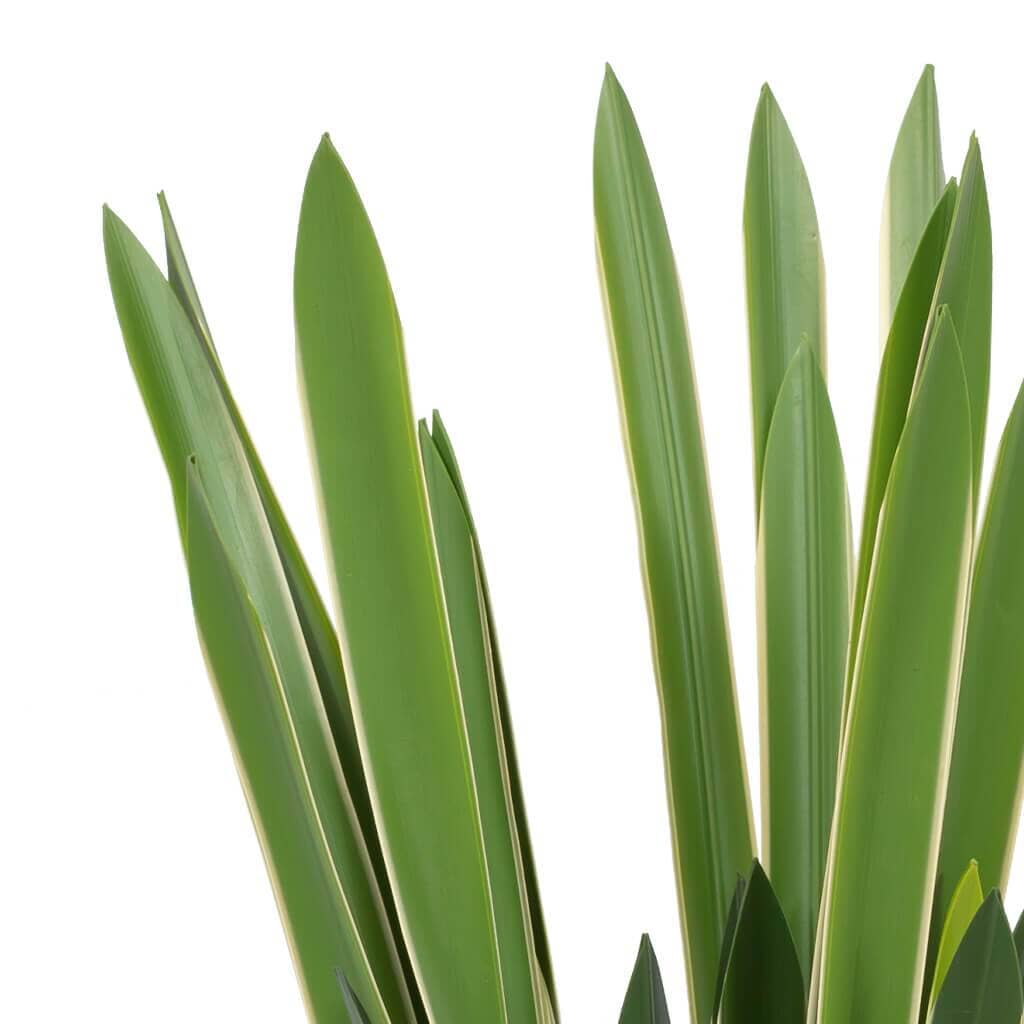 Belle Du Nuit Plant Decor Leather Gallery 