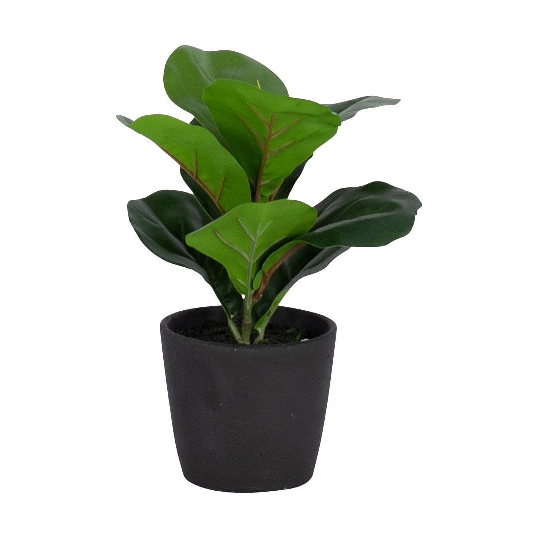 Faux Mini Fiddle Leaf Fig Plant & Cement Planter - Black Pot Decor Leather Gallery Black Pot - 25.4 cm x 33.5 cm