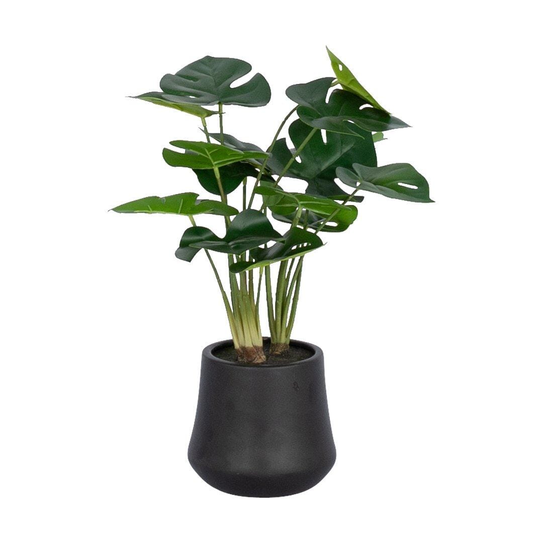 Faux Mini Monstera Plant & Terracotta Planter Decor Leather Gallery Black Pot-13cm x H-41cm x W-28cm x L-38cm