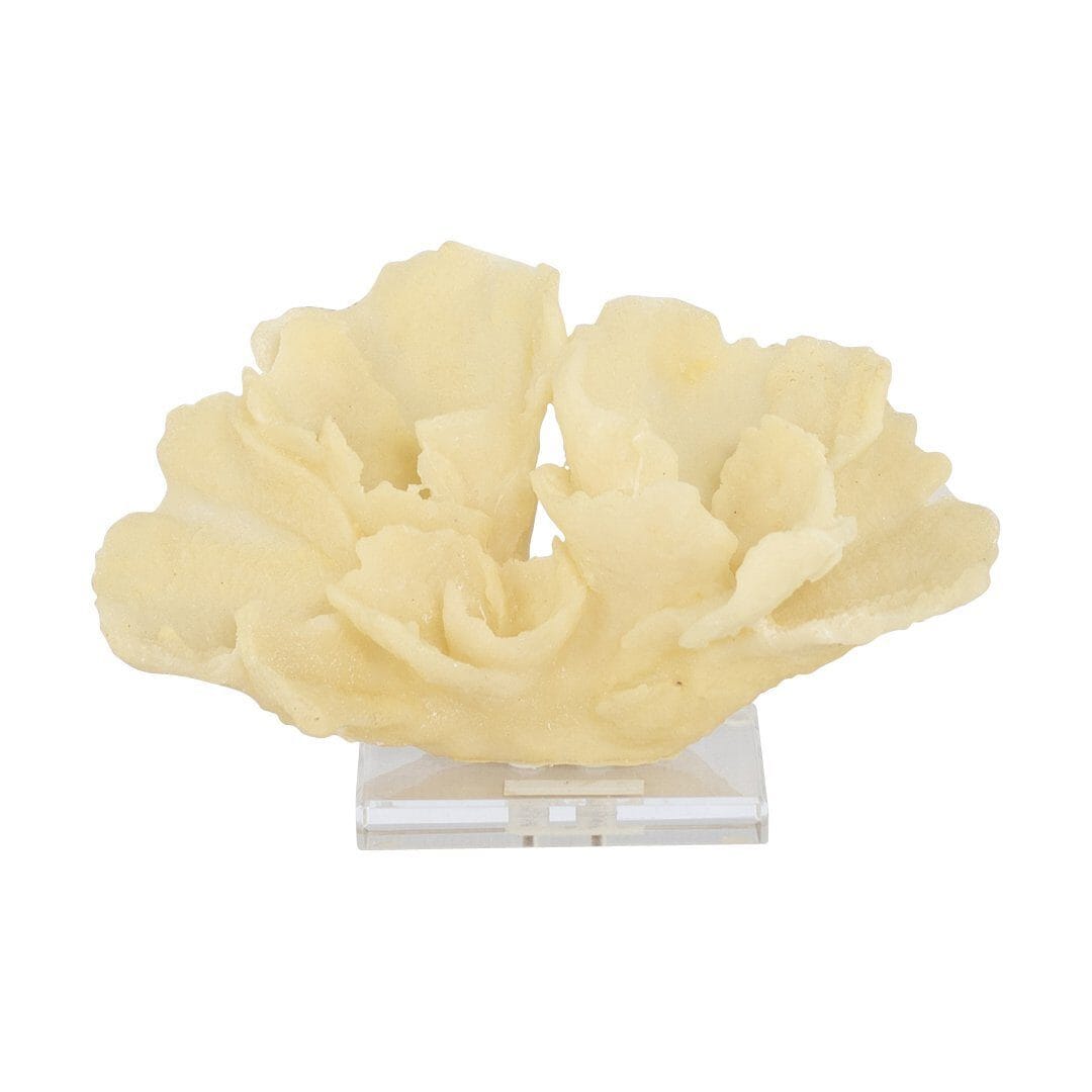 Faux Stony Coral Ornament Ornament Leather Gallery