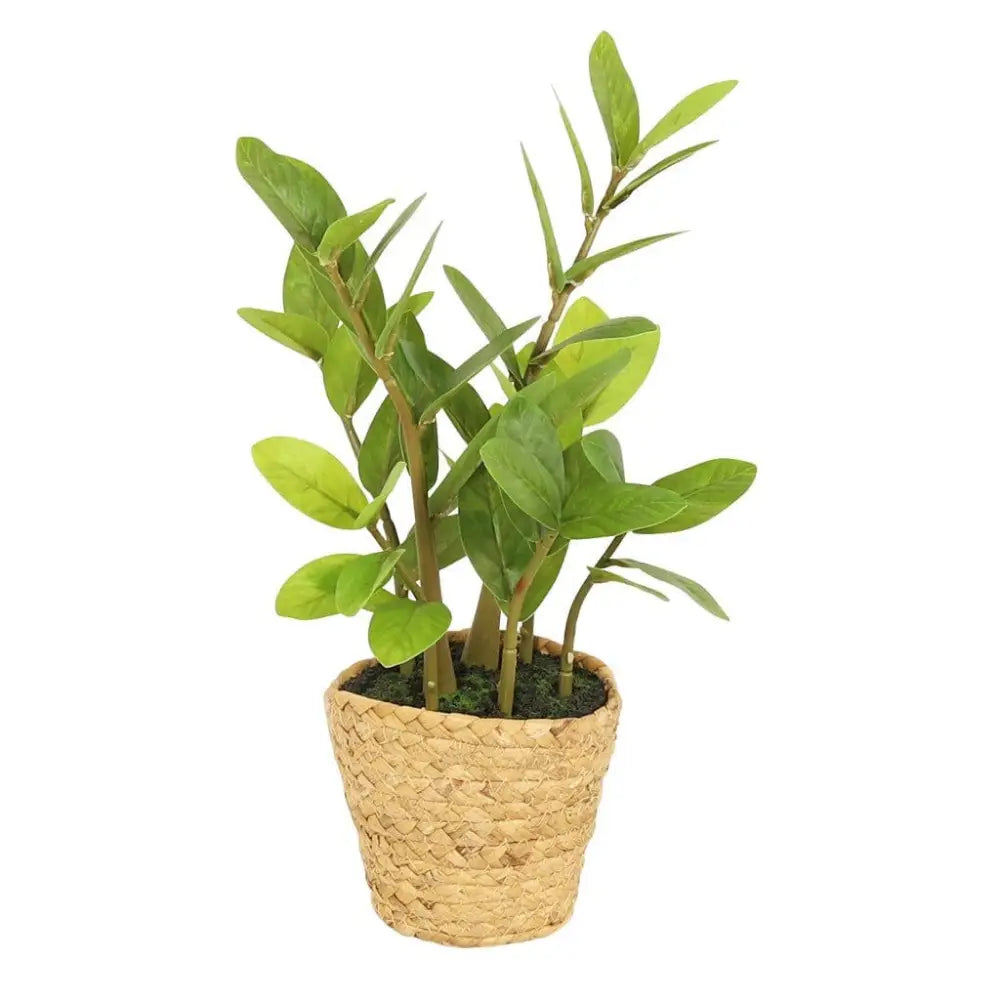 Faux Zamiifolia in Straw Basket - 45cm - Decor