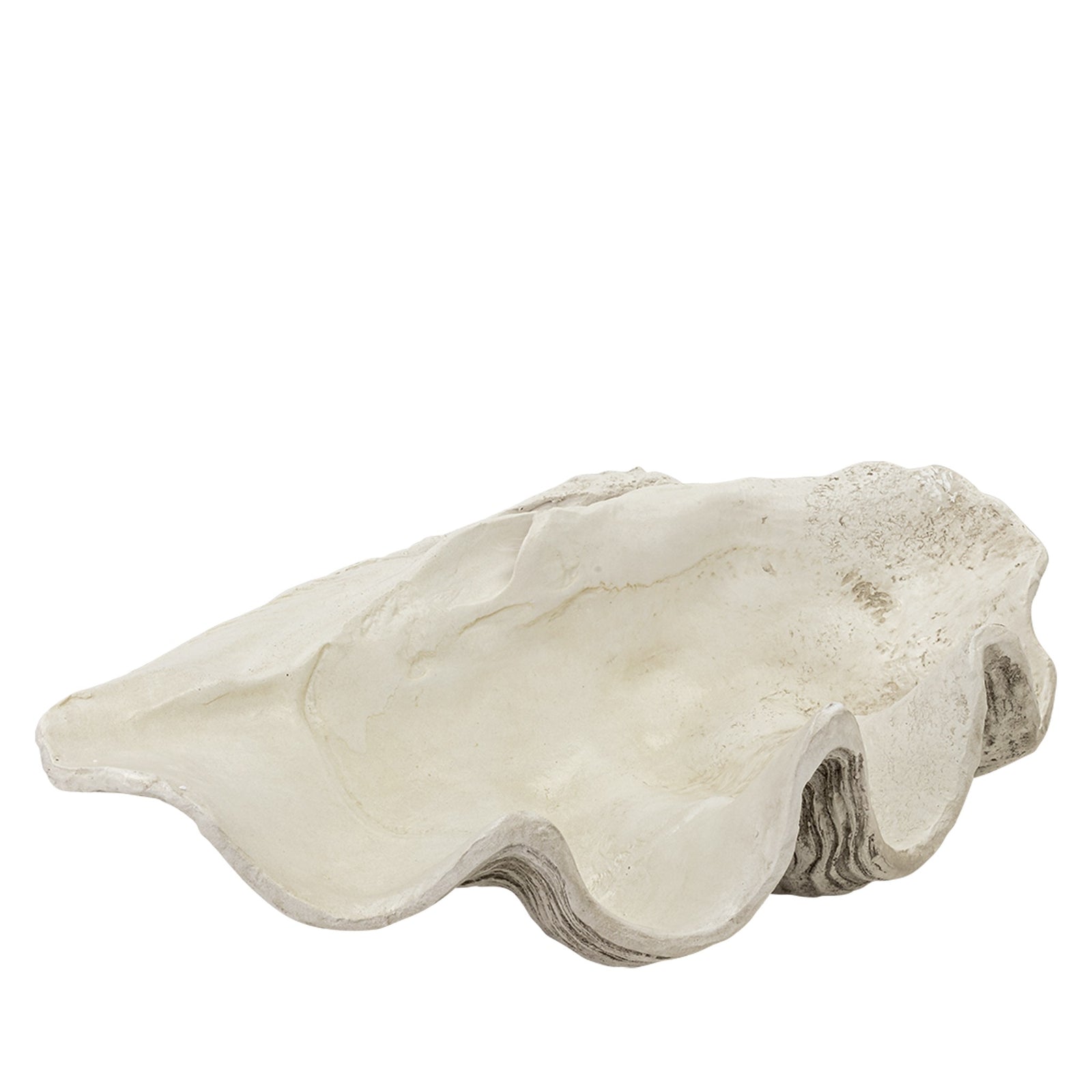 Pacific Shell Natural Ornaments | Leather Gallery 