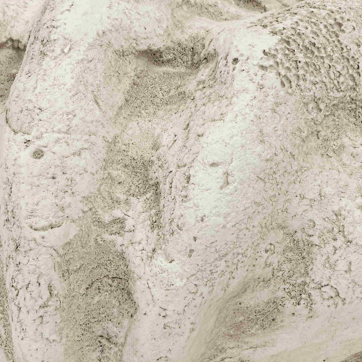 Pacific Shell Natural Ornaments | Leather Gallery 