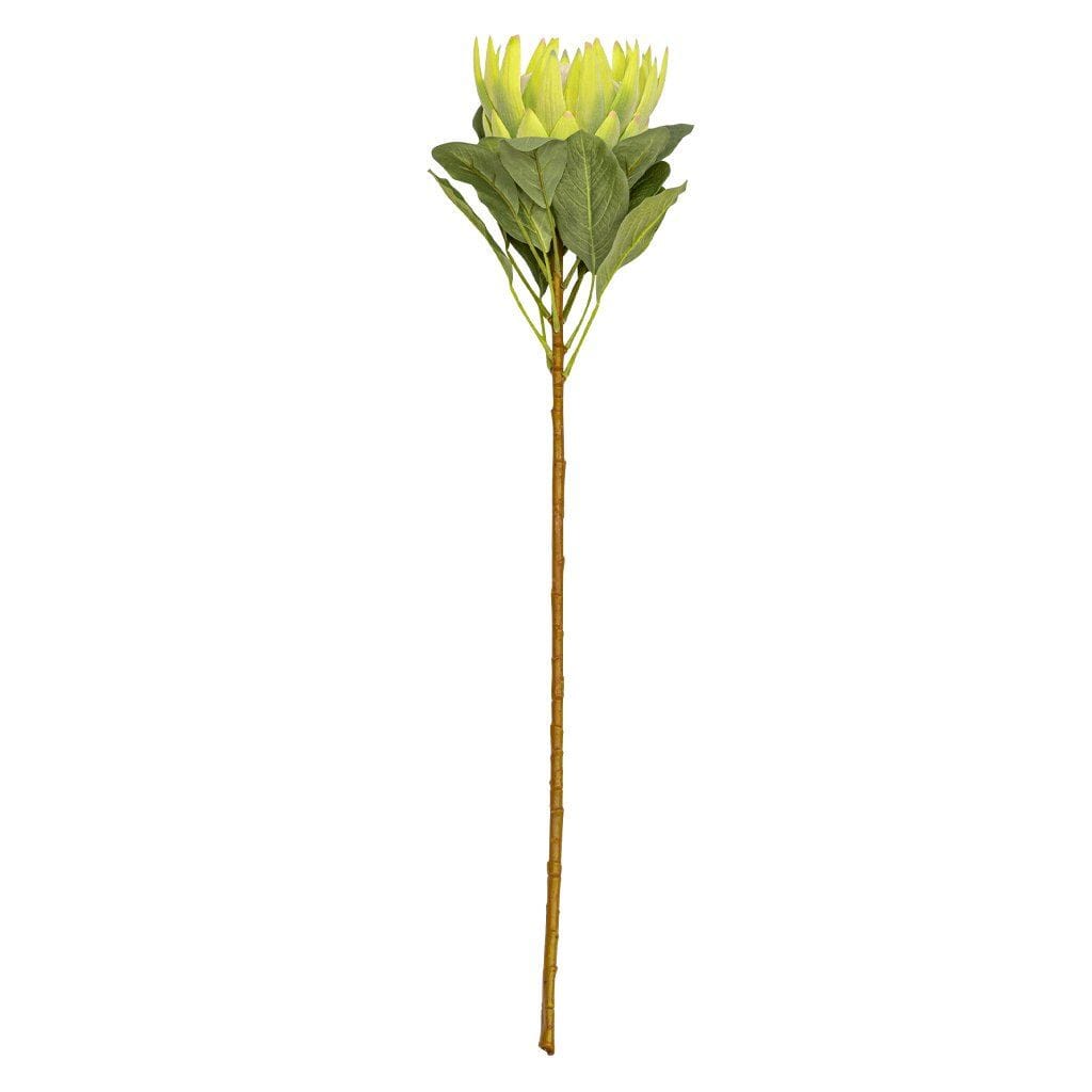 Protea Limetouch Decor Leather Gallery