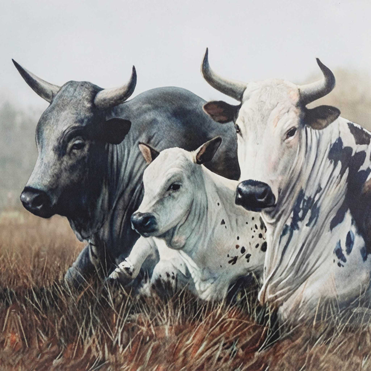Ormsby Pastures - Kia Framed Print by Leather Gallery featuring three Nguni cattle resting in a grassland, with an elegant Kia frame and decorative mount.