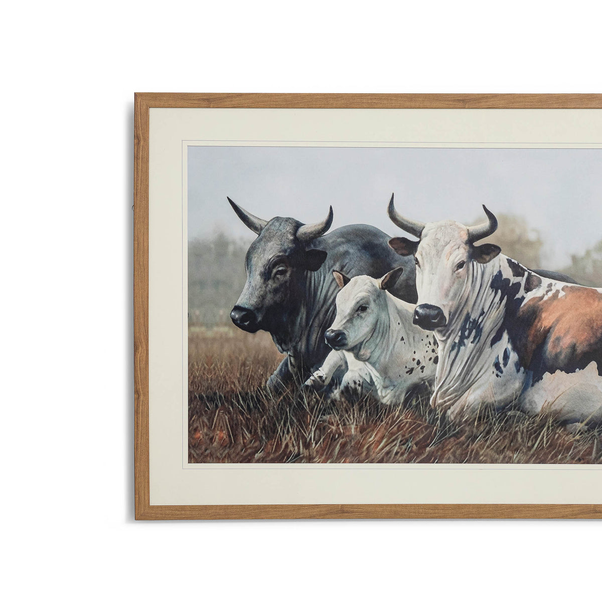 Ormsby Pastures - Kia Framed Print by Leather Gallery featuring three Nguni cattle resting in a grassland, with an elegant Kia frame and decorative mount.