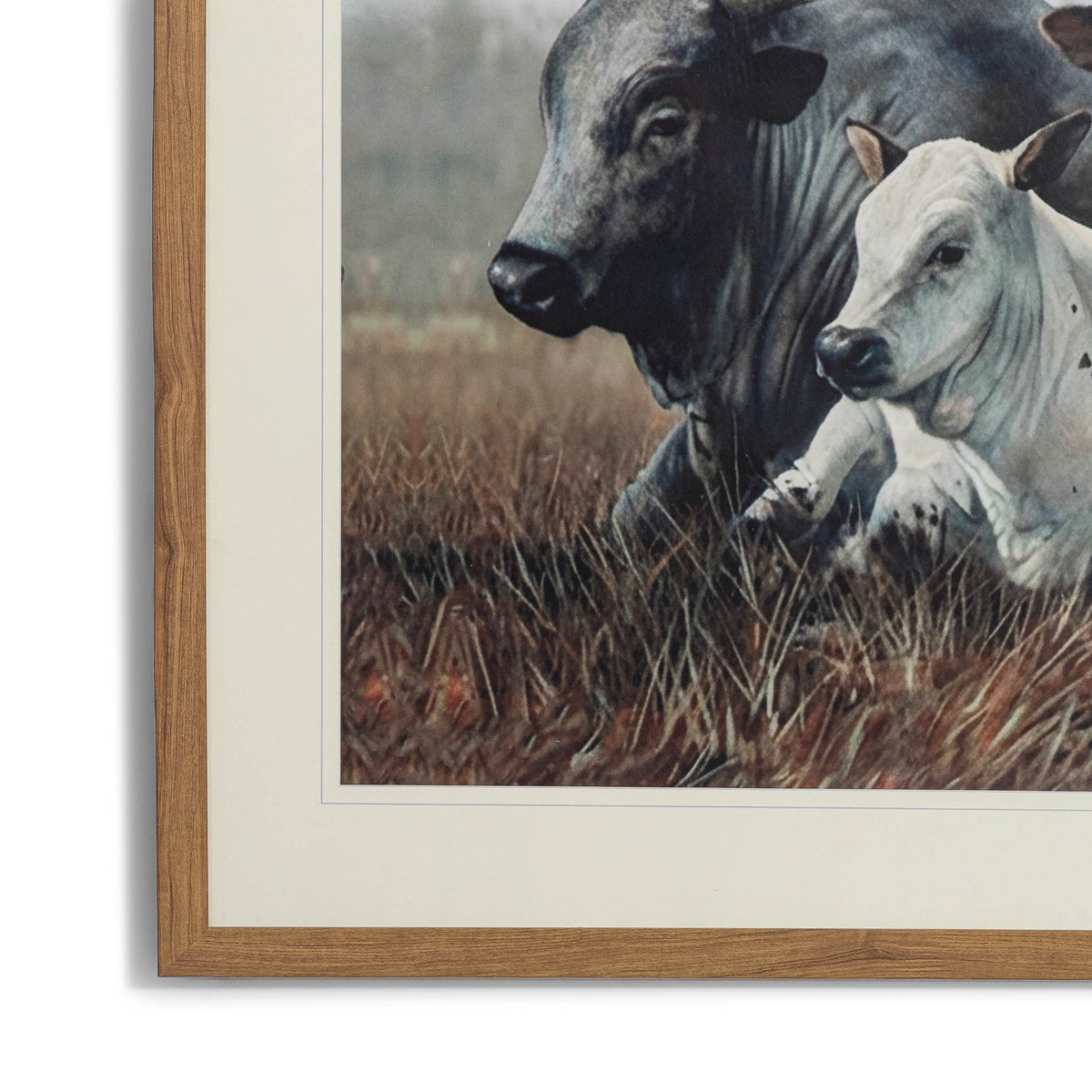 Ormsby Pastures - Kia Framed Print by Leather Gallery featuring three Nguni cattle resting in a grassland, with an elegant Kia frame and decorative mount.