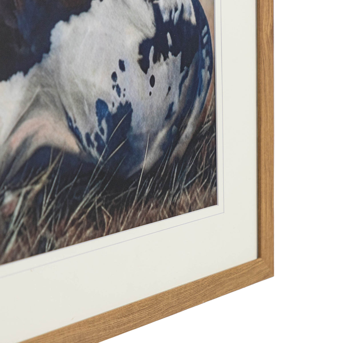 Ormsby Pastures - Kia Framed Print by Leather Gallery featuring three Nguni cattle resting in a grassland, with an elegant Kia frame and decorative mount.