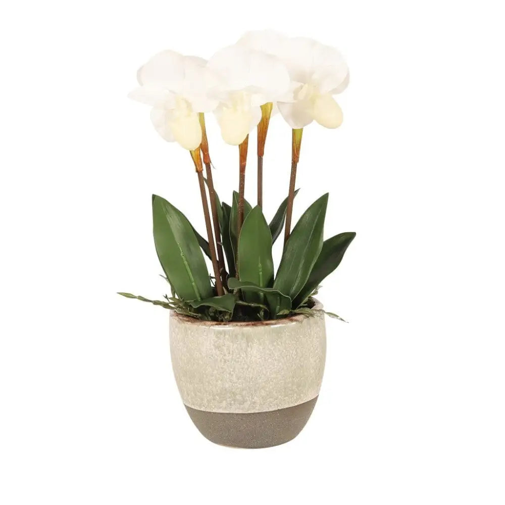 White Paphiopedilum in Pot - 36 cm - Decor