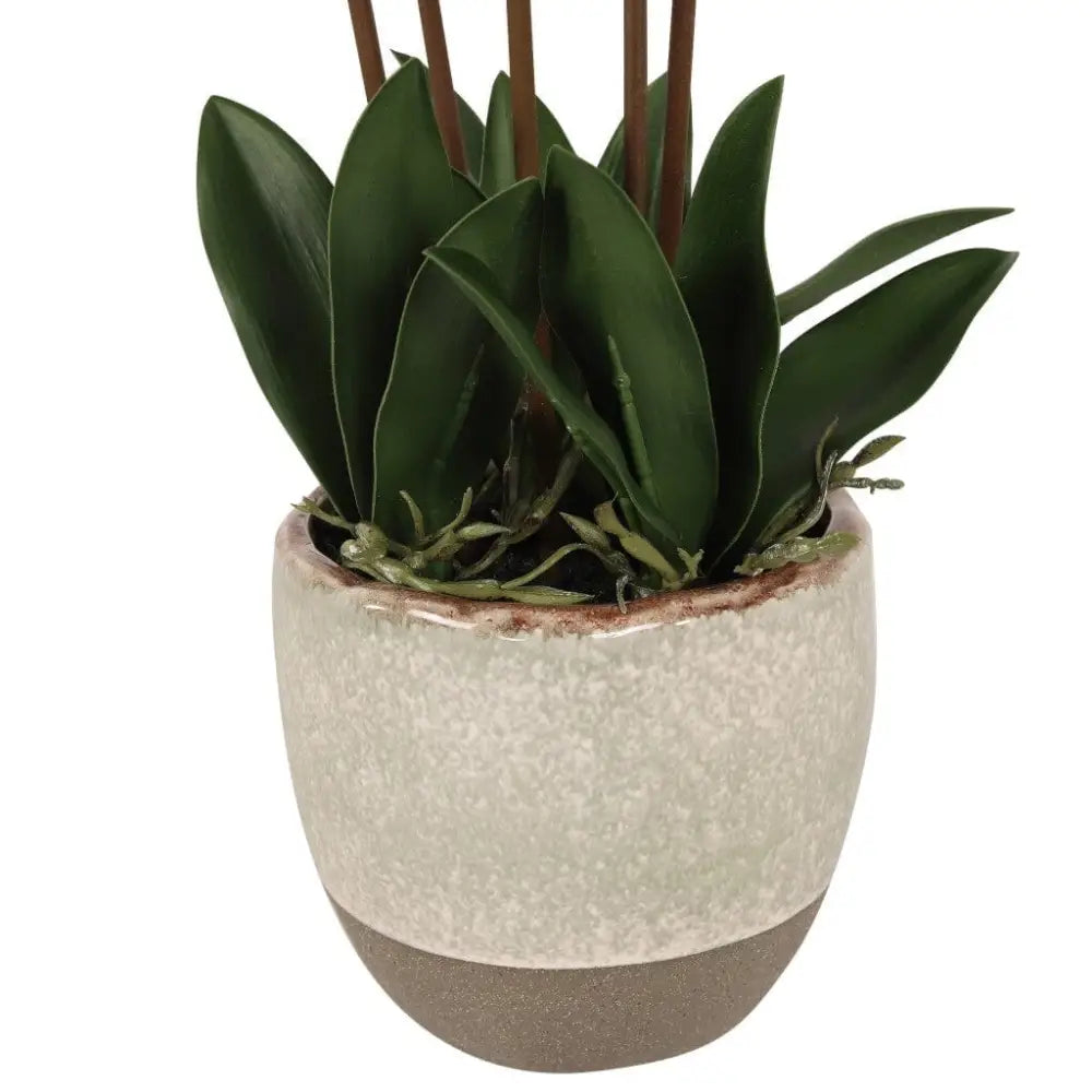 White Paphiopedilum in Pot - 36 cm - Decor