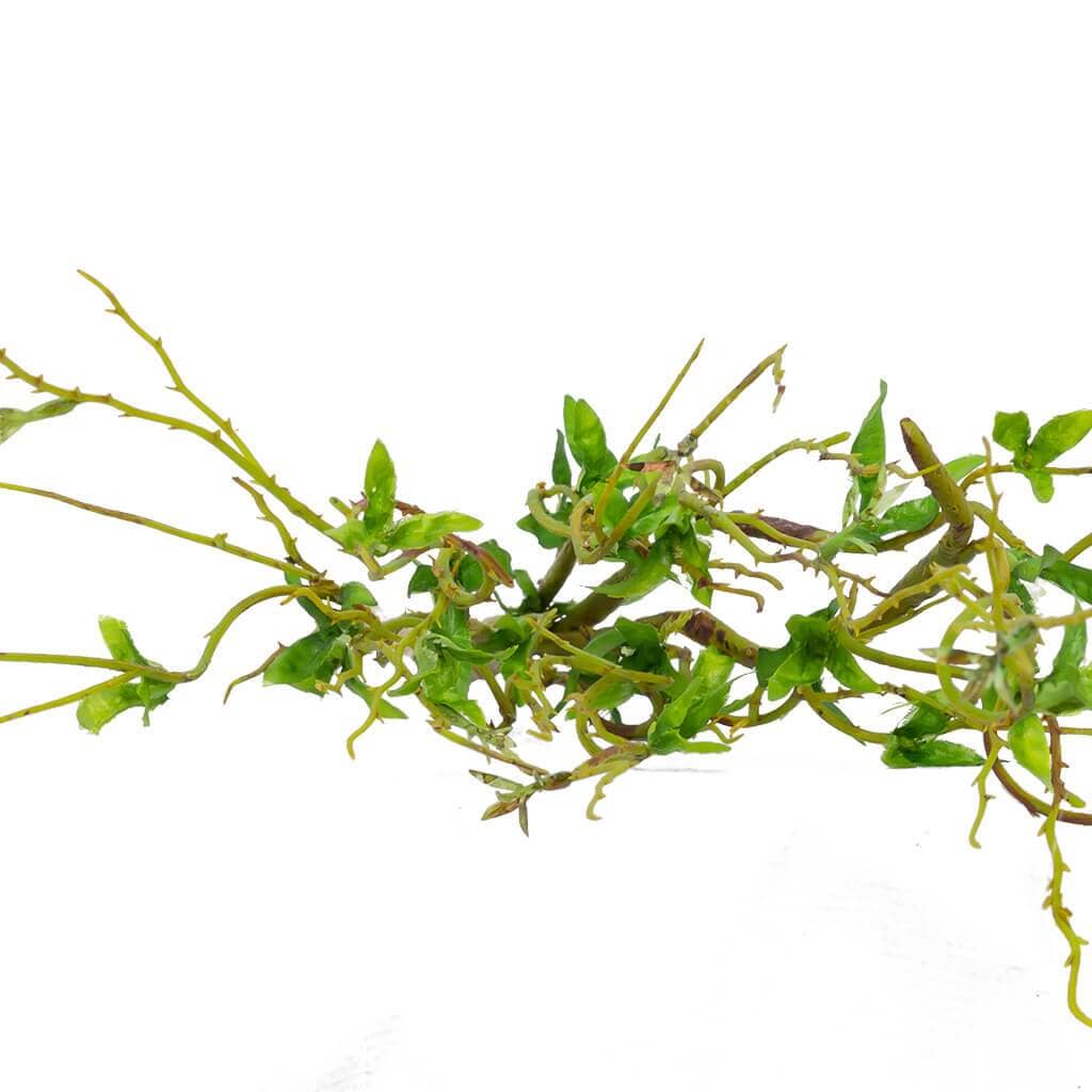 Willow Branch Decor Leather Gallery 