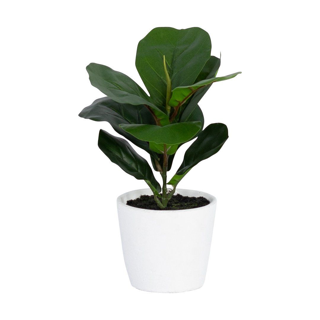 FAUX MINI FIDDLE LEAF FIG PLANT &amp; CEMENT PLANTER - WHITE POT Decor Leather Gallery 